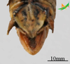CollectionObject 2279434; ee7e3461-91d8-4a0a-a07d-3a358fbdbd1c, Unioeste Cascavel K-1308: Male, terminalia in dorsal view. (CollectionObject).