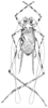 Pseudotrigonidium (Tripsegonium) javanicum (Chopard, 1954): Fig. 10. male (body length 11 mm, tegmina 8.5 mm). (Otu).