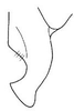 Stylus: !! display not done !! on Frequenamia clypeata (Osborn, 1923): Frequenamia clypeata, apex of style. (Observation).