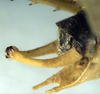 CollectionObject 1517020; 1a296d38-0e0b-43e0-bd13-31bd6dc7fd2b: male cerci (holotype). (CollectionObject).