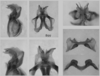 Melanoplus trigeminus Strohecker, 1963: male genitalia. (Otu).