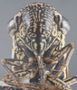 Head: !! display not done !! on Cuerna obtusa Oman & Beamer, 1944: Head/Face. (Observation).