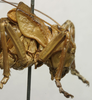 CollectionObject 1535980; 96e6f6d8-f39b-4c4b-b52d-d39306bc0feb: female head and pronotum, lateral view (syntype). (CollectionObject).