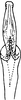 Aedeagus, ventral view: Aedeagus, ventral view. (Observation).