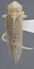 Habitus, dorsal view: !! display not done !! on Dalbulus elimatus (Ball, 1900): Dorsal. (Observation).
