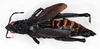 CollectionObject 1565003; 42bd51c1-7d49-4689-a07e-ddce42502b2b: female, dorsal view (lectotype of Maura rugulosa brevipennis). (CollectionObject).