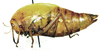 Bullacris unicolor (Linnaeus, 1758): female, lateral view. (Otu).