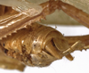 CollectionObject 1529734; 6ce18925-a8fb-4989-8352-ba52dc4f34f9: male cerci (holotype). (CollectionObject).