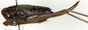 CollectionObject 1502546; 264ebcbf-d4ff-4361-9308-902da85c29bd: female, lateral view (syntype). (CollectionObject).