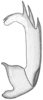 Aedeagus, lateral view on Doratura medvedevi Logvinenko, 1961: from West Kazakhstan, Saykhin. (Observation).