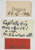 CollectionObject 1580738; bb4e62cc-ace3-4680-be45-32d7c9242824: labels (syntype). (CollectionObject).