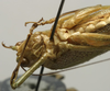 CollectionObject 1535154; 9dac2dbd-c38b-4ab3-af3f-424b96346702: male, ventral view (syntype). (CollectionObject).
