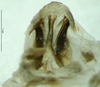 CollectionObject 1504999; 6fbb5288-90ad-4e75-9fca-7cf665f8355d: male titillators (syntype). (CollectionObject).
