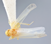 Habitus, dorsal view on Edwardsiana frigida (Hamilton, 1983) now Edwardsiana tersa (Edwards, 1914): (Observation).