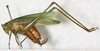 CollectionObject 1475916; NMW 14986, f7a6eafb-9a2b-49e2-a6d4-53969babec58: female, lateral view (holotype of Theudoria nigrolineata). (CollectionObject).