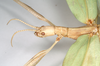 CollectionObject 1562285; NHMUK(SF IMPORT DUPLICATE) 845096, 2604a516-7075-407e-9b68-ad00bbfd3aa9: copyright Natural History Museum, London. female: head and thorax, lateral view of Trigonoderus childreni (syntype). (CollectionObject).