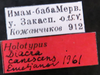 Other on Diacra canescens Emeljanov, 1961: holotype. (Observation).