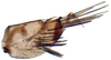 Pygofer, lateral view: Scaphoideus omani, pygofer, laterally (INHS). (Observation).