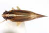 Habitus, dorsal view on Distantinus fuscipennis (Muir, 1919): (Observation).