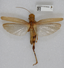 CollectionObject 1518907; a05e2c39-5f56-4715-ab27-69f531618223: male, dorsal view (holotype). (CollectionObject).