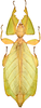 CollectionObject 1589196; 2200d052-02eb-4bc7-923c-0800a4c3cf87: copyright Frank Hennemann. female (paratype). (CollectionObject).;CollectionObject 1589197; 73d7515c-021e-47f6-9eb6-7eaa3a917e43: copyright Frank Hennemann. female (paratype). (CollectionObject).