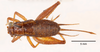 CollectionObject 1585735; 8fa27623-194f-4931-acaf-1bae2752e047: female, dorsal view (allotype). (CollectionObject).
