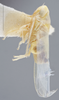Habitus, lateral view on Empoa (Empoa) saffrana (McAtee, 1926): Lateral. Paratype. (Observation).