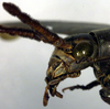CollectionObject 1500516; fe0bf33e-5d10-4073-9d1b-99cb5faa737b: female head, lateral view (holotype). (CollectionObject).