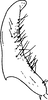 Subgenital plate, ventral view on Dryadomorpha pallida Kirkaldy, 1906: Subgenital plate. (Observation).