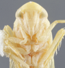 Head on Fagocyba douglasi (Edwards, 1878): Head/Face. (Observation).