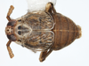Habitus, dorsal view: !! display not done !! on Pissonotus tumidus Morgan & Beamer, 1949: (Observation).