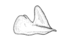 Baeacris pseudopunctulata (Ronderos, 1964): Fig. 22. epiphallus, lateral view. (Otu).