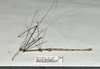 CollectionObject 1597613; 23ffff4b-6ca5-47a6-beab-7c2608ea731a: copyright QM. male, lateral view (paratype). (CollectionObject).