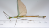 CollectionObject 1579395; 60bdcca9-f270-4b72-9239-3fb26c2b85b3: copyright ZMUH, Hamburg. male, ventral view (paratype). (CollectionObject).