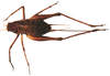 Mellopsis doucasae Mews & Sperber, 2010: female. (Otu).