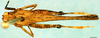 CollectionObject 1505149; f1d98d77-474d-43b9-b45e-2588a7dd43c3: male, dorsal view (allotype). (CollectionObject).