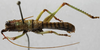 CollectionObject 1475385; a0824d2a-7fe7-4360-b9af-f24295375d01: male, dorsal view (holotype). (CollectionObject).