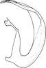Aedeagus, lateral view on Eurhadina (Singhardina) xantha Dworakowska, 2002: Aedeagus, lateral view. (Observation).