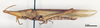 CollectionObject 1535522; 8e7ad780-d871-4be8-bac8-c2e17c7cef35: female, lateral view (lectotype of Atractomorpha dohrni). (CollectionObject).