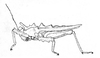 Discotettix (Discotettix) belzebuth (Serville, 1838): Fig. 2. female, lateral view (Borneo, aberrant). (Otu).
