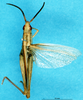 CollectionObject 1543091; 3f6055ff-6054-4d39-af26-b806237cdd5f: male, dorsal view (holotype). (CollectionObject).