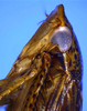 Head on Coarctana rana (DeLong & Wolda, 1982): Male [DZRJ]: head, pronotum and mesonotum, lateral view. (Observation).