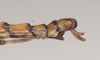 CollectionObject 1558246; 957ca7d7-326d-4ba5-bcdf-2a3ee0b6babf: copyright Natural History Museum, London. male: end of abdomen, lateral view (holotype). (CollectionObject).
