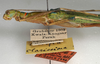 CollectionObject 1557534; NMW 1150, 1982074c-14e4-4e68-ac31-6dfecc5278de: copyright NMW, Vienna. female: head and thorax, lateral view (lectotype). (CollectionObject).