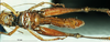 CollectionObject 1537630; b593c271-5ac5-49c2-8970-7ee110b65e74: female, ventral view (syntype). (CollectionObject).