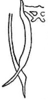 Pygofer, ventral view: Genital capsule, ventral view. (Observation).