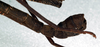 CollectionObject 1560648; 5111c34b-3ff5-4f7a-9034-d20d0a20c15f: copyright NMW. male: end of abdomen, lateral view (syntype). (CollectionObject).