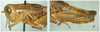 Melanoplus femurnigrum Scudder, 1899: female. (Otu).