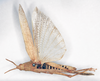 CollectionObject 1535550; 2a1e3e71-6451-4859-9965-3ab199ba3797: female, dorsal view (lectotype). (CollectionObject).