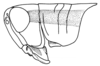 Scotussa daguerrei Liebermann, 1947: Fig. 98. male head and pronotum, lateral view. (Otu).